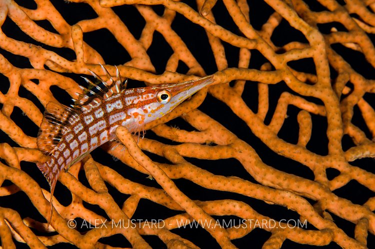 Longnose Hawkfish. Indonesia
