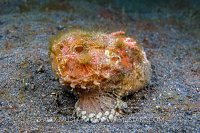 Monkeyfish. Indonesia