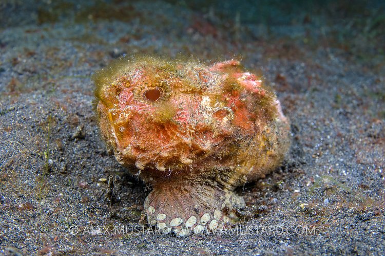 Monkeyfish. Indonesia