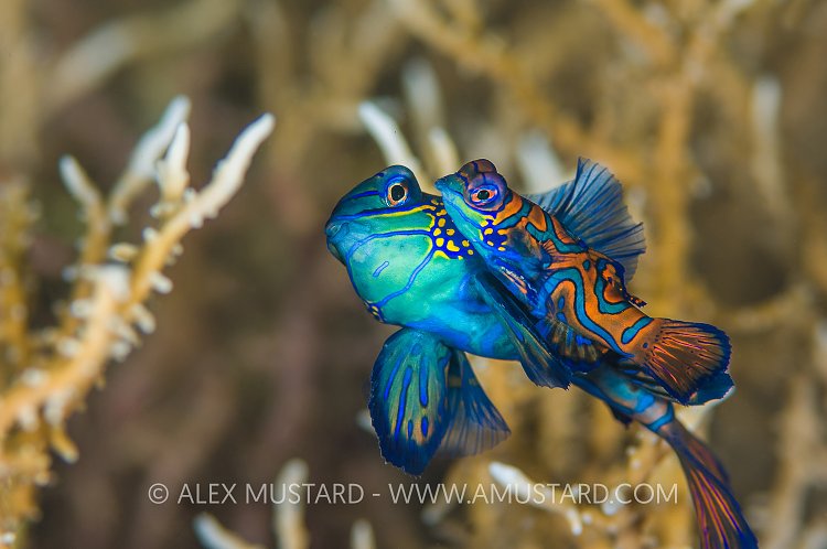 Spawning Mandarinfish. Indonesia