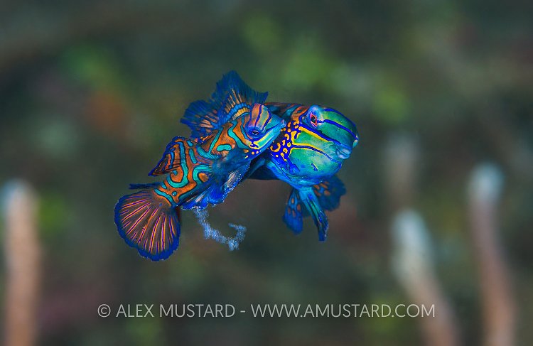 Spawning Mandarinfish. Indonesia