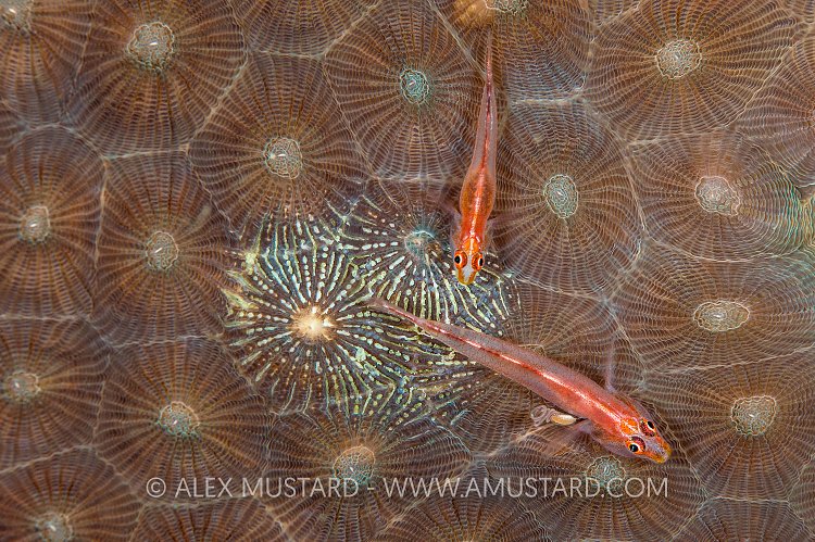 Michel Gobies Spawning. Indonesia