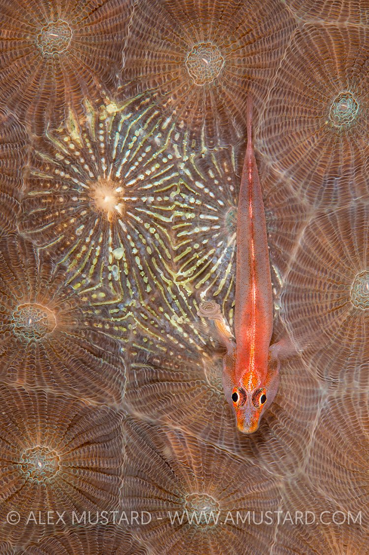 Nest Guarding. Indonesia