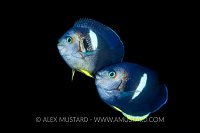 Spawning Keyhole Angelfish. Indonesia