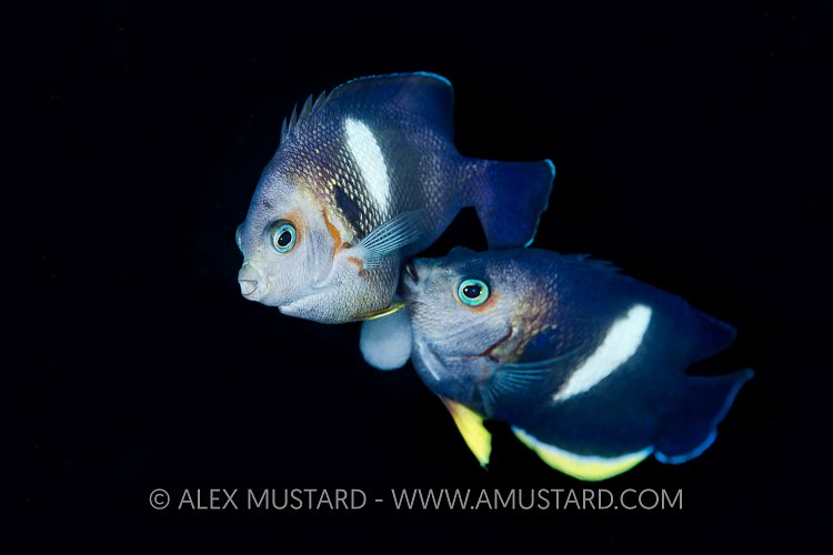 Spawning Keyhole Angelfish. Indonesia