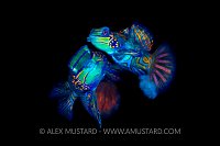 Spawning Mandarinfish. Indonesia