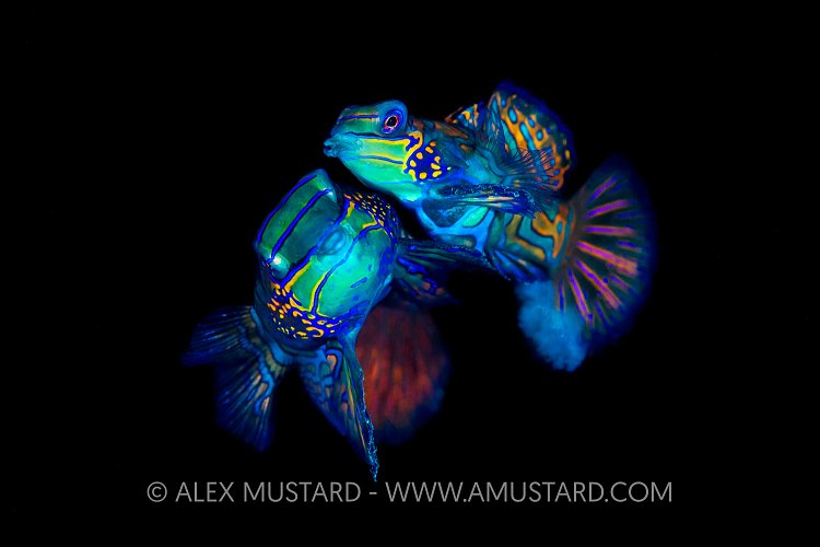 Spawning Mandarinfish. Indonesia