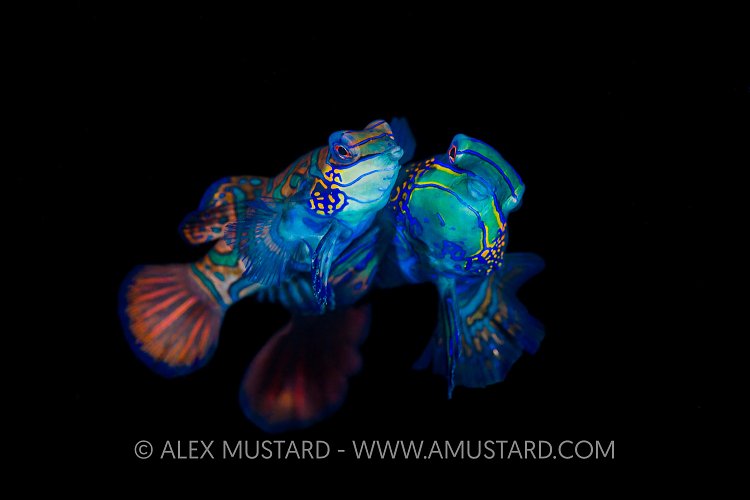 Spawning Mandarinfish. Indonesia