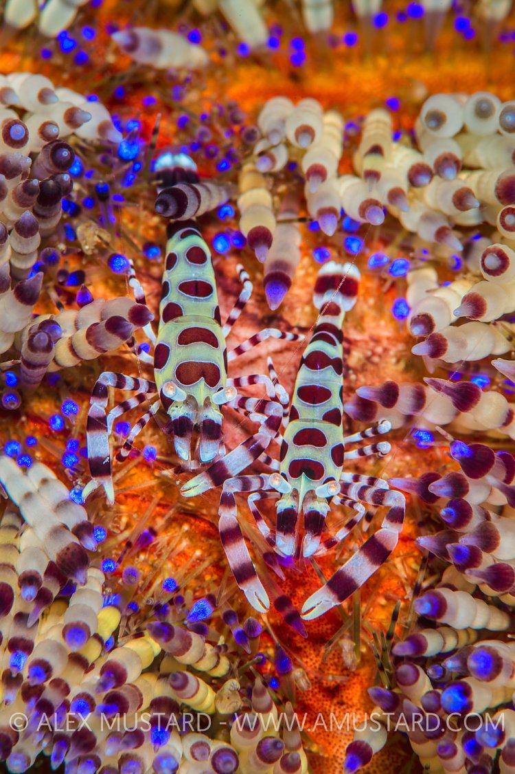 Coleman Shrimps In Urchin. Indonesia.