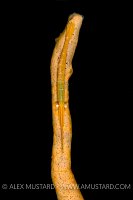 Tozeuma Shrimp. Indonesia