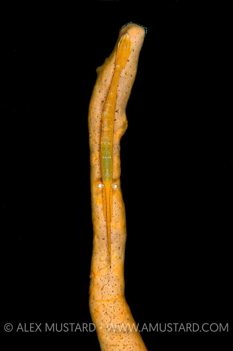 Tozeuma Shrimp. Indonesia