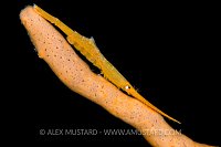 Tozeuma Shrimp. Indonesia