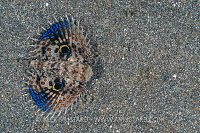 Juvenile Gurnard. Indonesia