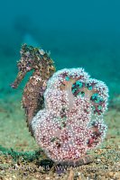 Seahorse On Soft Coral. Philippines.