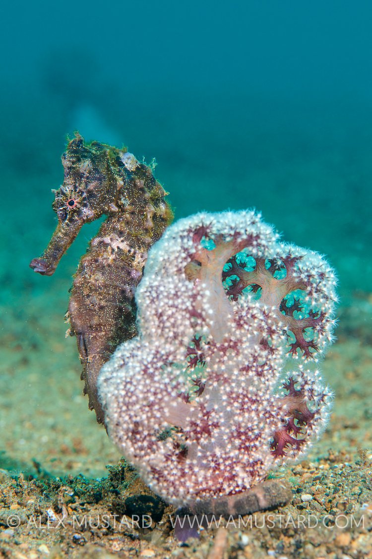 Seahorse On Soft Coral. Philippines.