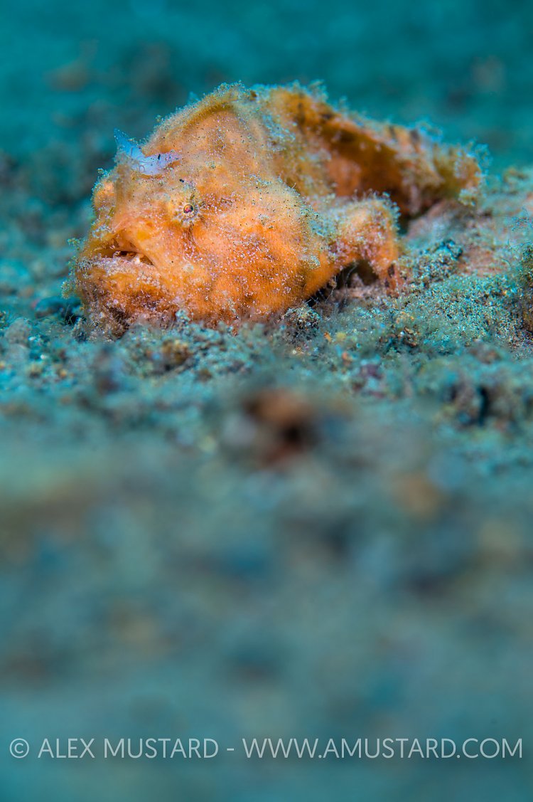 Orange Striated Frogfish. Philippines