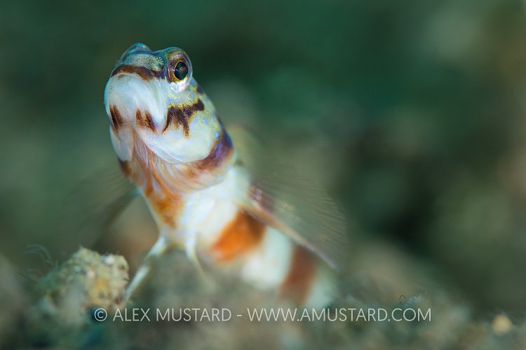Shrimpgoby Portrait. Philippines.