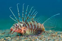 Gurnard Lionfish. Philippines