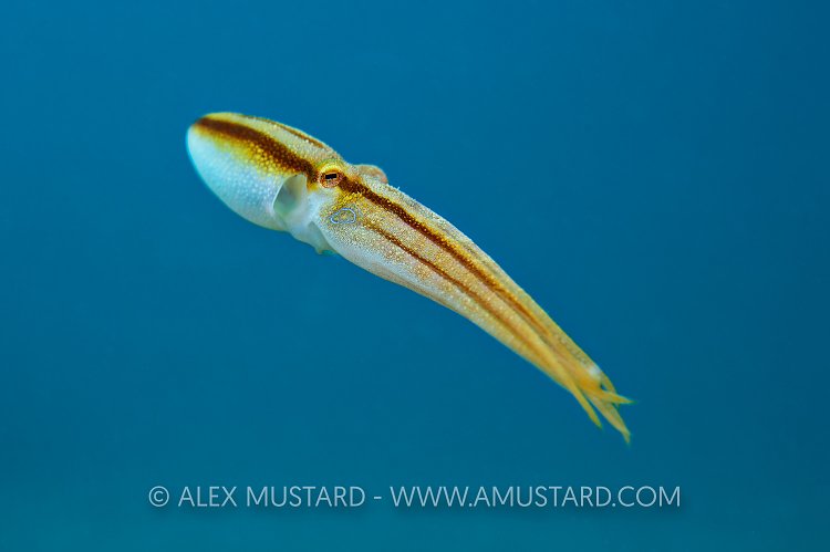 Mototi Octopus. Philippines.