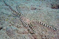 Mimic Octopus On The Prowl. Philippines.