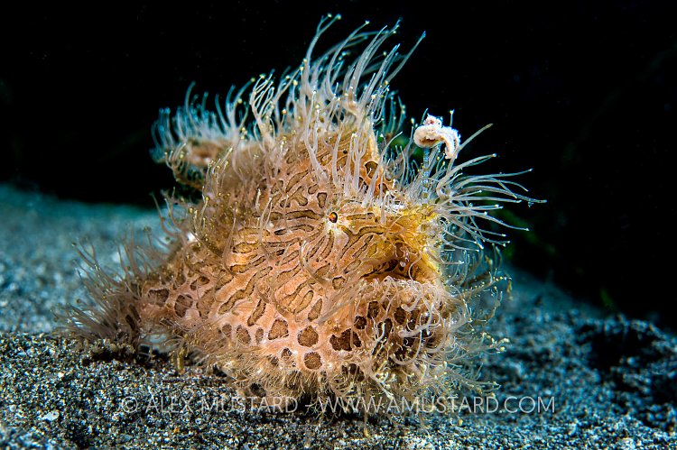 Hairy Frogfish. Philippines.