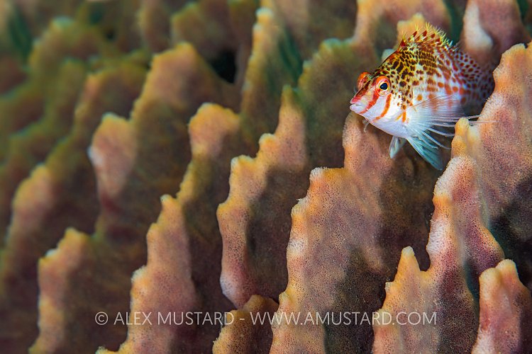 Hawkfish On Sponge. Philippines.