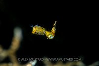 Pygmy Squid At Night. Philippines.