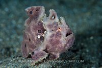 Painted Frogfish On The Move. Philippines.