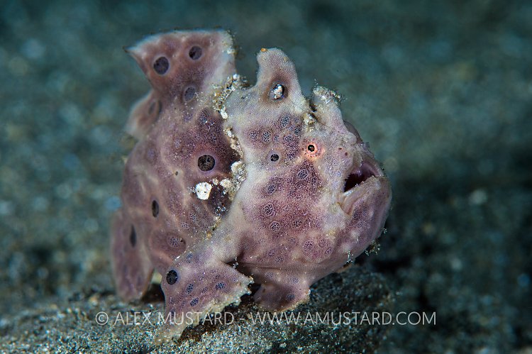 Painted Frogfish On The Move. Philippines.