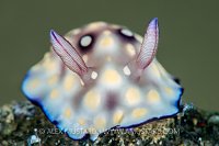 Chromodoris hintuanensis Nudibranch. Philippines.