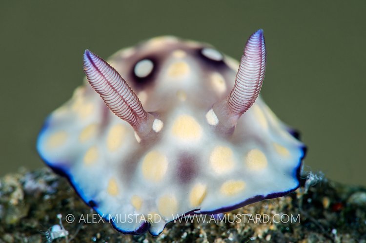 Chromodoris hintuanensis Nudibranch. Philippines.
