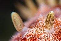 Goniobranchus reticulata nudibranch detail. Philippines.
