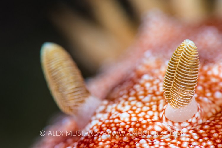 Goniobranchus reticulata nudibranch detail. Philippines.