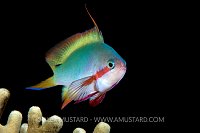 Threadfin Anthias. Philippines.