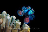 Spawning Mandarinfish. Philippines.