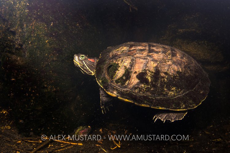 Freshwater Terrapin. Philippines.