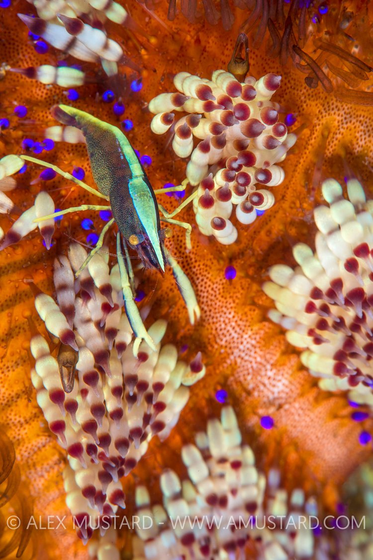Brook's Urchin Shrimp. Philippines.