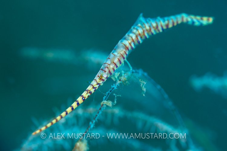 Banded Tozeuma Shrimp. Philippines.