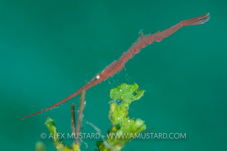 Ocellated Tozeuma. Philippines.
