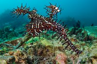 Ghost Pipefish. Philippines.