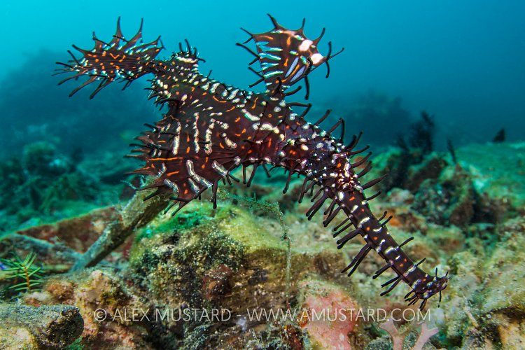 Ghost Pipefish. Philippines.