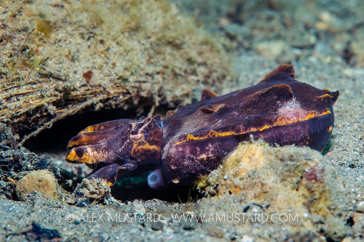 Cuttlefish Laying Eggs. Philippines.