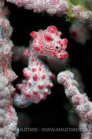 Pygmy Seahorse. Philippines.