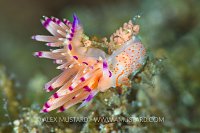 Nudibranch Predation. Philippines.