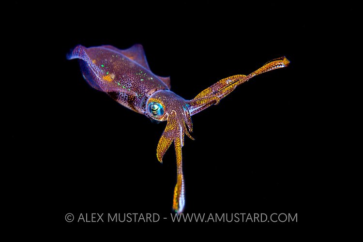 Squid At Night. Philippines.