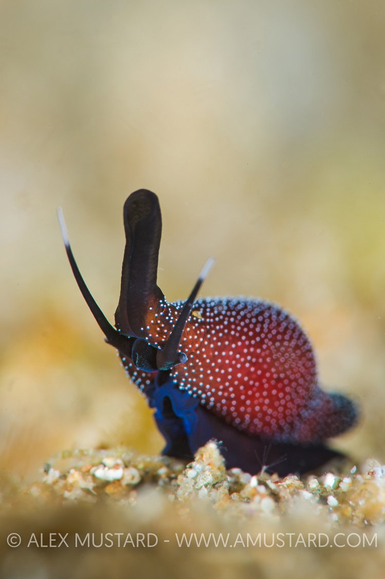 Egg Cowrie. Philippines.