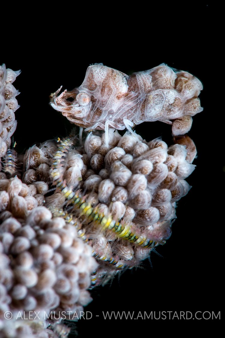 Tiny, Undescribed Shrimp. Philippines.