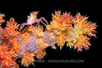 Soft Coral Crab. Philippines.