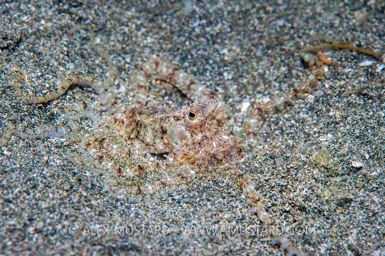 Long Arm Octopus. Philippines.