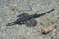 Slender Sea Moth. Philippines.